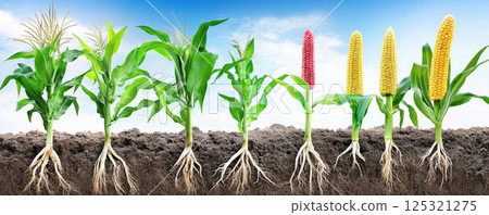 Corn plant with visible roots in soil at farm. Corn plant with visible roots in soil at farm. 125321275
