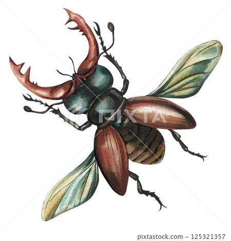 watercolor flying stag beetle insect with wings and brown body isolated on white background for vintage science decor watercolor flying stag beetle insect with wings and brown body isolated on white background for vintage science decor 125321357