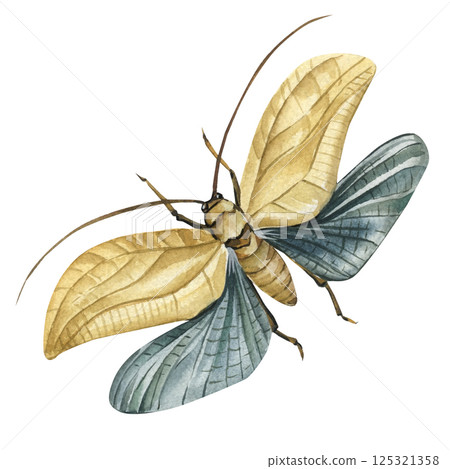 watercolor moth insect with beige wings hand painted vintage realistic butterfly isolated illustration. Geometrid moth  125321358