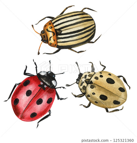 watercolor bugs trio colorado beetle ladybug and spotted beetle isolated on white background entomological illustration 125321360