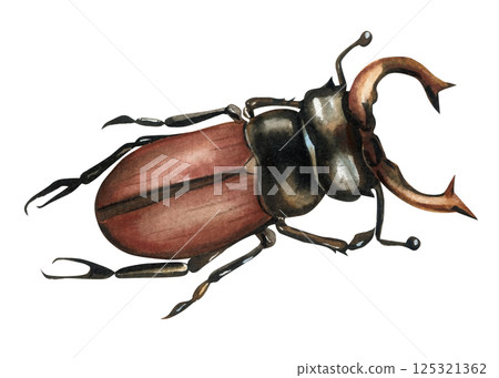 watercolor stag beetle insect with large antlers and brown body hand painted illustration isolated on white background 125321362