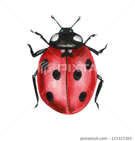 watercolor red ladybug insect with black dots on shell hand painted illustration isolated on white background 125321363