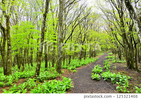 A ridge path walking through the fresh green forest of Teppokinoto on the Koshu border ridge of Tanzawa 125321408