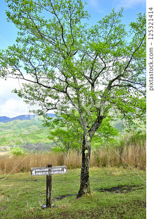 Tanzawa's Koshu border ridge: The summit of Mt. Takasashi with fresh greenery Tanzawa's Koshu border ridge: The summit of Mt. Takasashi with fresh greenery 125321414
