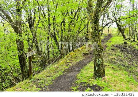丹澤高足山：新綠山脊、平野岔路 125321422