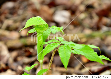 丹澤高足山:狹葉天南椒 丹澤高足山:狹葉天南椒 125321427