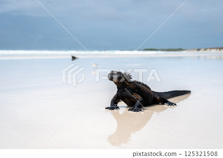 Marine iguana basking on Tortuga Bay beach, Galapagos, Ecuador Marine iguana basking on Tortuga Bay beach, Galapagos, Ecuador 125321508