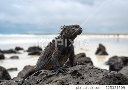 Marine iguana resting on rocks at Tortuga Bay beach, Galapagos, Ecuador 125321509