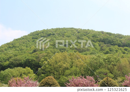 Pink plum blossoms blooming in the mountains 125321625