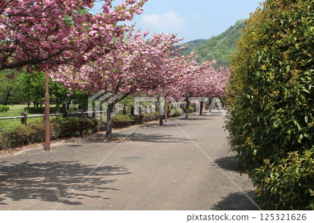 重瓣櫻花路 125321626