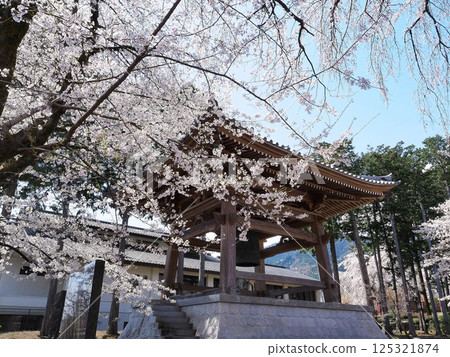 山梨縣:四月櫻花盛開,鐘樓璀璨 山梨縣:四月櫻花盛開,鐘樓璀璨 125321874