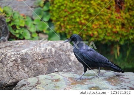 Crow Crow 125321892