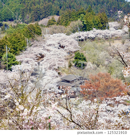 櫻山公園 125321910