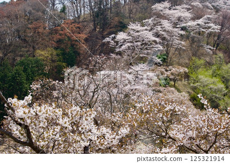 櫻山公園 125321914