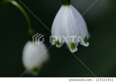 鐘形白花向下開 125321931