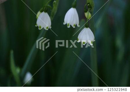 鐘形白花向下開 125321948