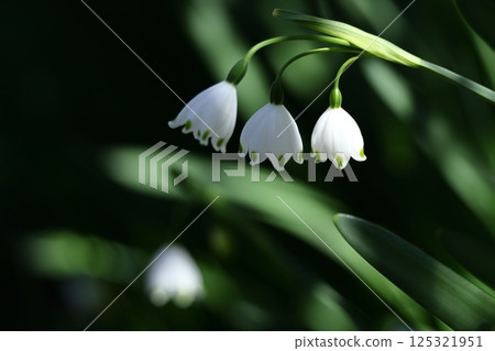 Bell-shaped white flowers bloom downward Bell-shaped white flowers bloom downward 125321951