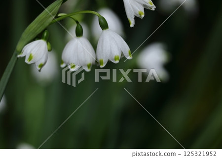 Bell-shaped white flowers bloom downward 125321952
