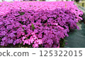 Misa cherry tree in full bloom 125322015