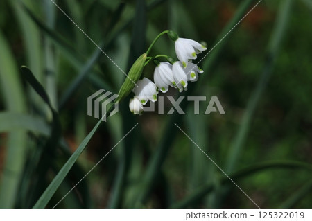 鐘形白花向下開 鐘形白花向下開 125322019