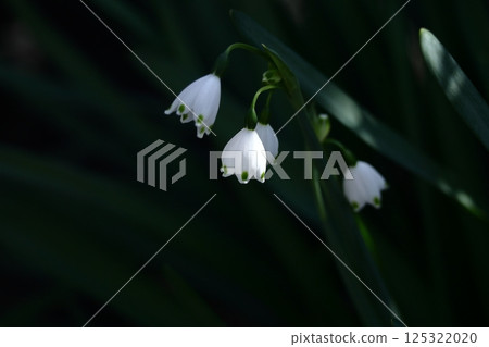 Bell-shaped white flowers bloom downward 125322020