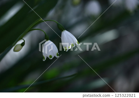 鐘形白花向下開 鐘形白花向下開 125322021