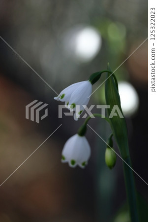 鐘形白花向下開 125322023