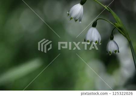 Bell-shaped white flowers bloom downward 125322026