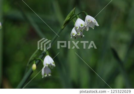 鐘形白花向下開 125322029