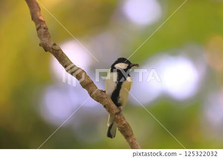 A great tit catching food 125322032
