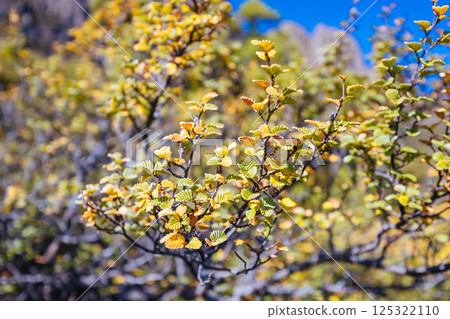 Turning of the Fagus in Tasmania Australia Turning of the Fagus in Tasmania Australia 125322110