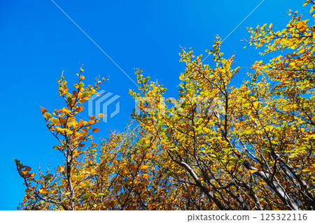 Turning of the Fagus in Tasmania Australia Turning of the Fagus in Tasmania Australia 125322116