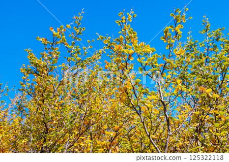 Turning of the Fagus in Tasmania Australia Turning of the Fagus in Tasmania Australia 125322118