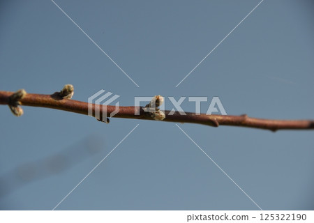 桃花苞等待春天 125322190