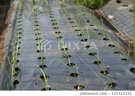 一片長到約10公分的紅洋蔥田 125322191