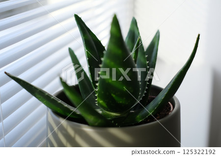 Close-up of a green aloe vera plant in a gray flower pot, placed by a window with white blinds. 125322192