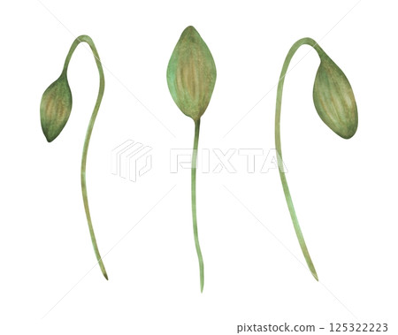 Bud of unopened poppy flower. Watercolor illustration. Poppy Day. Hand drawn isolated art. Drawing of botanical plant stem. Spring and Labor Day. Cosmetology of traditional medicine, floristry Bud of unopened poppy flower. Watercolor illustration. Poppy Day. Hand drawn isolated art. Drawing of botanical plant stem. Spring and Labor Day. Cosmetology of traditional medicine, floristry 125322223