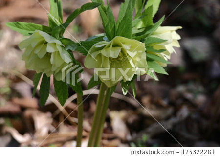 Winter lady 125322281