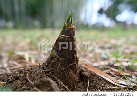 Bamboo shoots came out 125322292