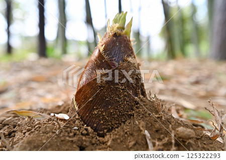 Bamboo shoots came out 125322293