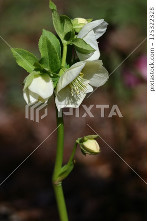 Winter lady 125322328