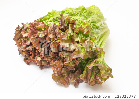 陽光生菜 125322378