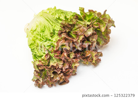 陽光生菜 125322379