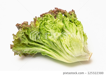 陽光生菜 125322380