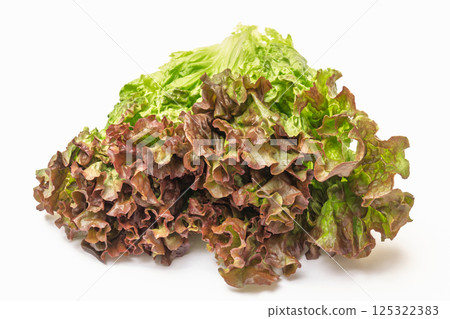 陽光生菜 125322383