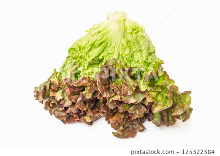 sunny lettuce sunny lettuce 125322384