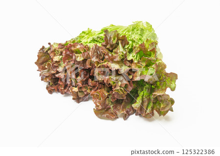 陽光生菜 125322386