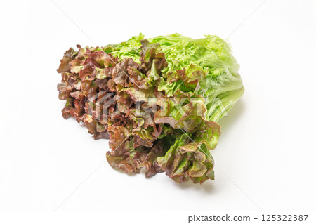 陽光生菜 125322387