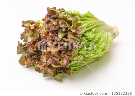 陽光生菜 125322388