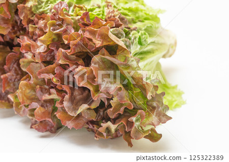 陽光生菜 125322389